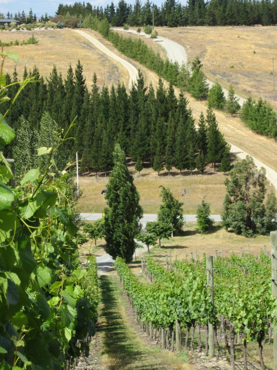 Hawkdun Rise Vineyard & Accommodation Alexandra Esterno foto